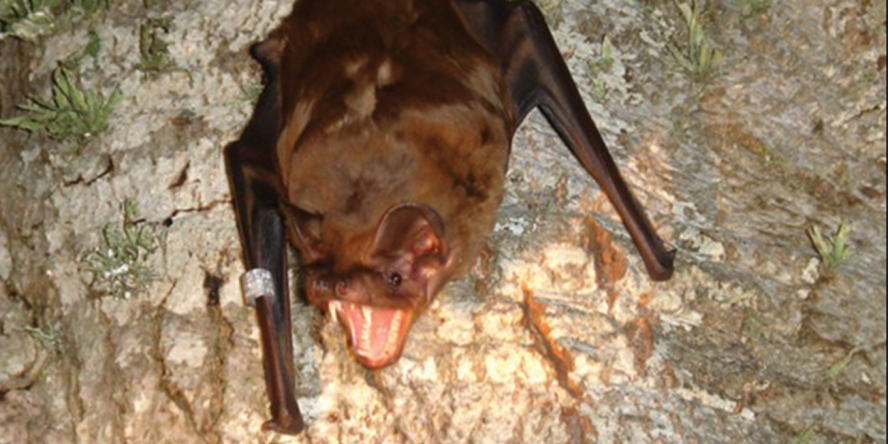 Grande noctule © Popa-Lisseanu AG, Delgado-Huertas A, Forero MG, Rodríguez A, Arlettaz R, & Ibáñez C Voir moins